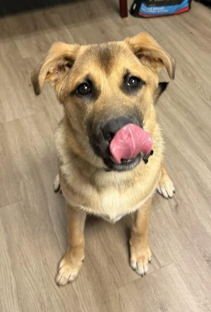 An adult large-sized male Shepherd dog named Lex for adoption in Lawrenceville, GA
