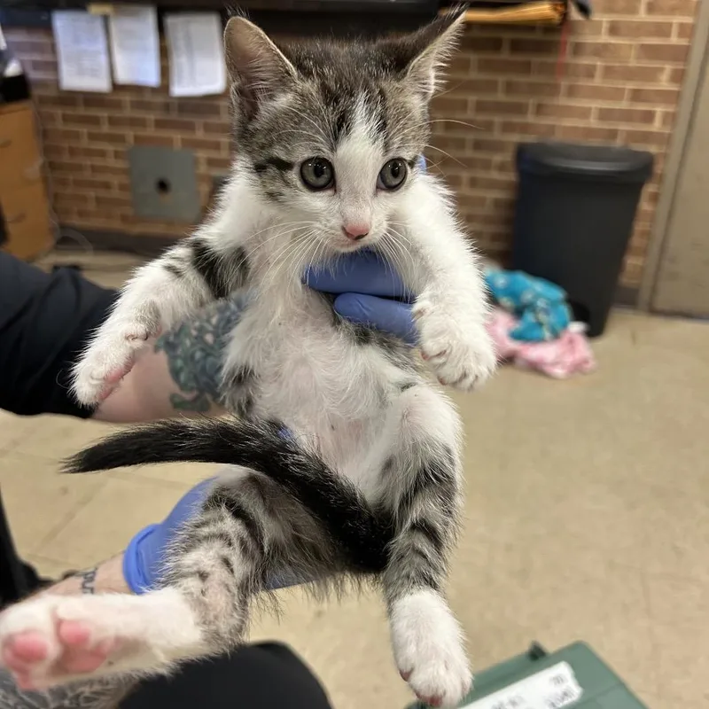 A baby small-sized female Brown / Chocolate Domestic Short Hair cat named Neo for adoption in Birmingham, AL