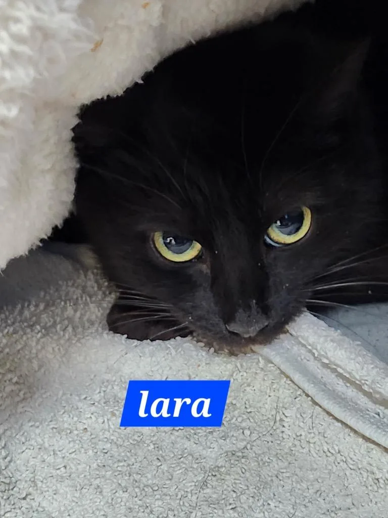 Lara thumbnail 3