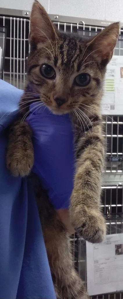 A young medium-sized male Domestic Short Hair cat named Samson for adoption in Henderson, NC