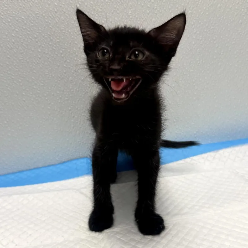 A baby small-sized female Black Domestic Short Hair cat named Dali for adoption in Redwood City, CA