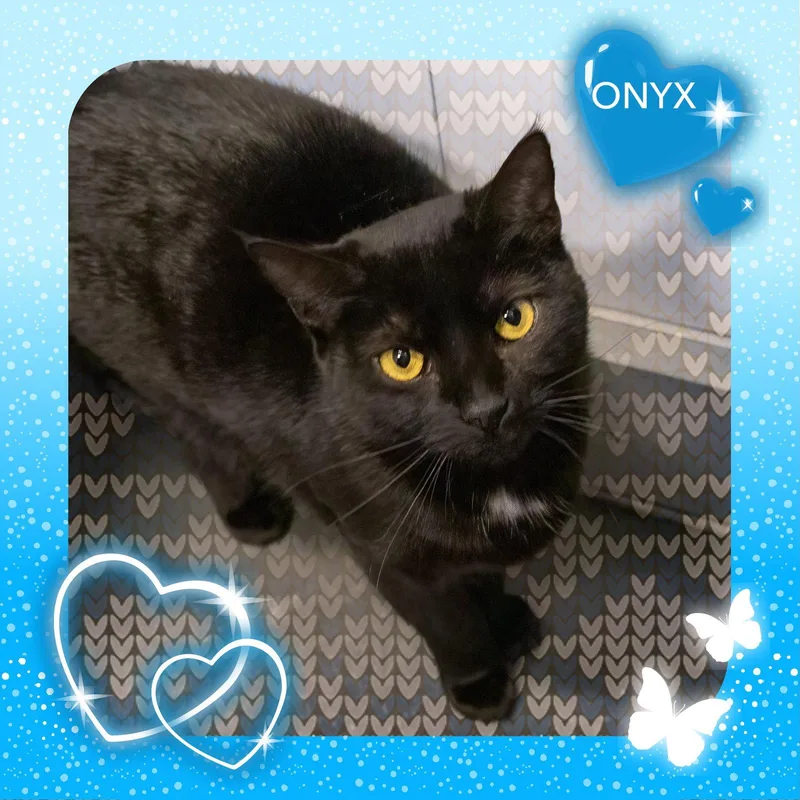 An adult medium-sized female Domestic Short Hair cat named Onyx C for adoption in Greenville, DE