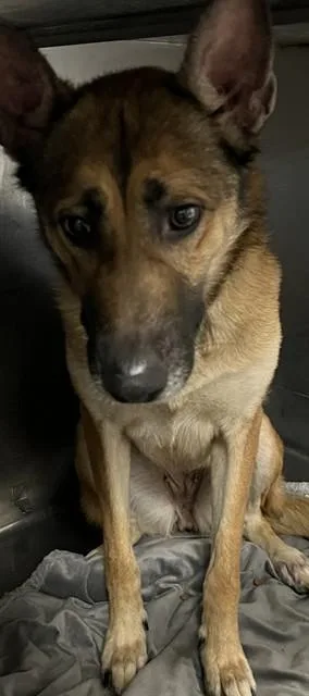 An adult medium-sized female Belgian Shepherd / Malinois dog named Belladonna for adoption in Downey, CA