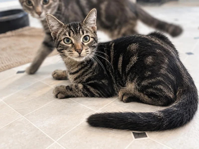A baby small-sized male Tabby cat named Jimmy for adoption in Mankato, MN
