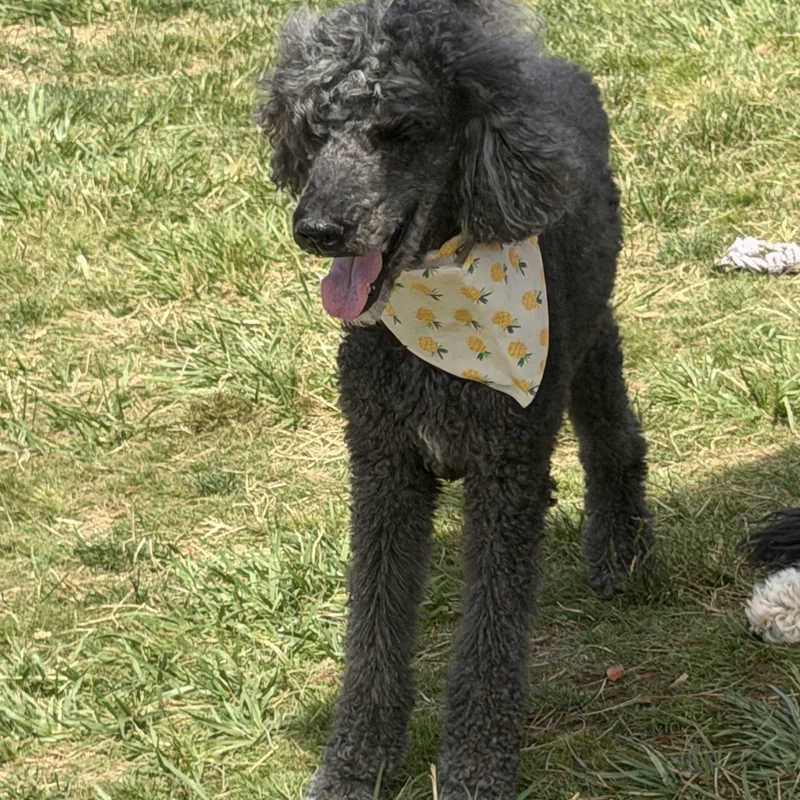 Mr. Handsome Ben