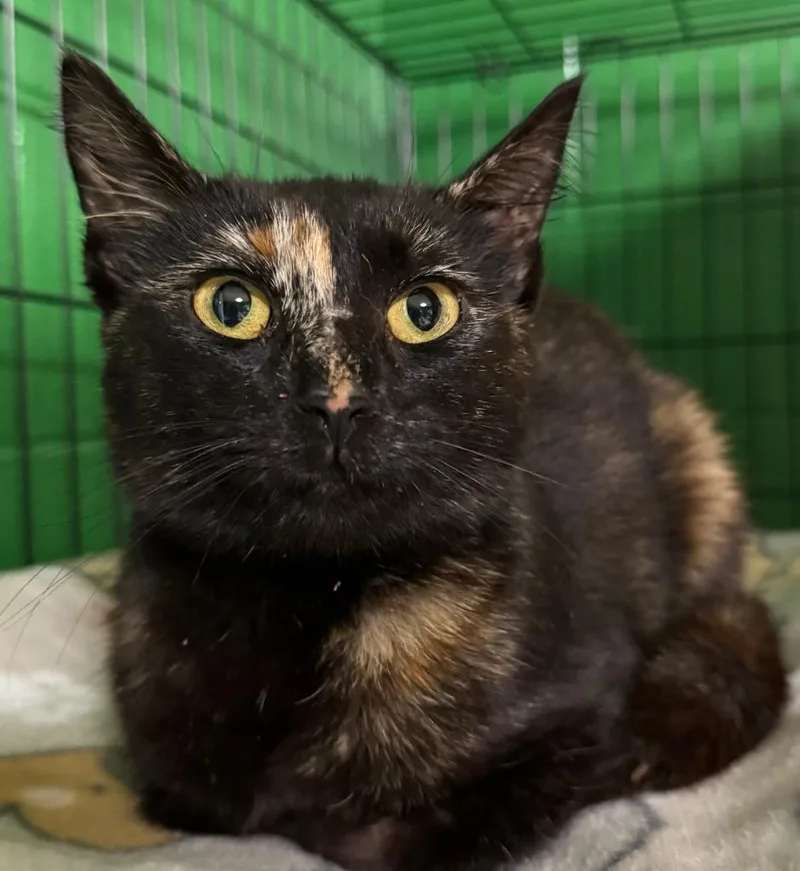 A young medium-sized female Domestic Short Hair cat named Brindle for adoption in Olean, NY