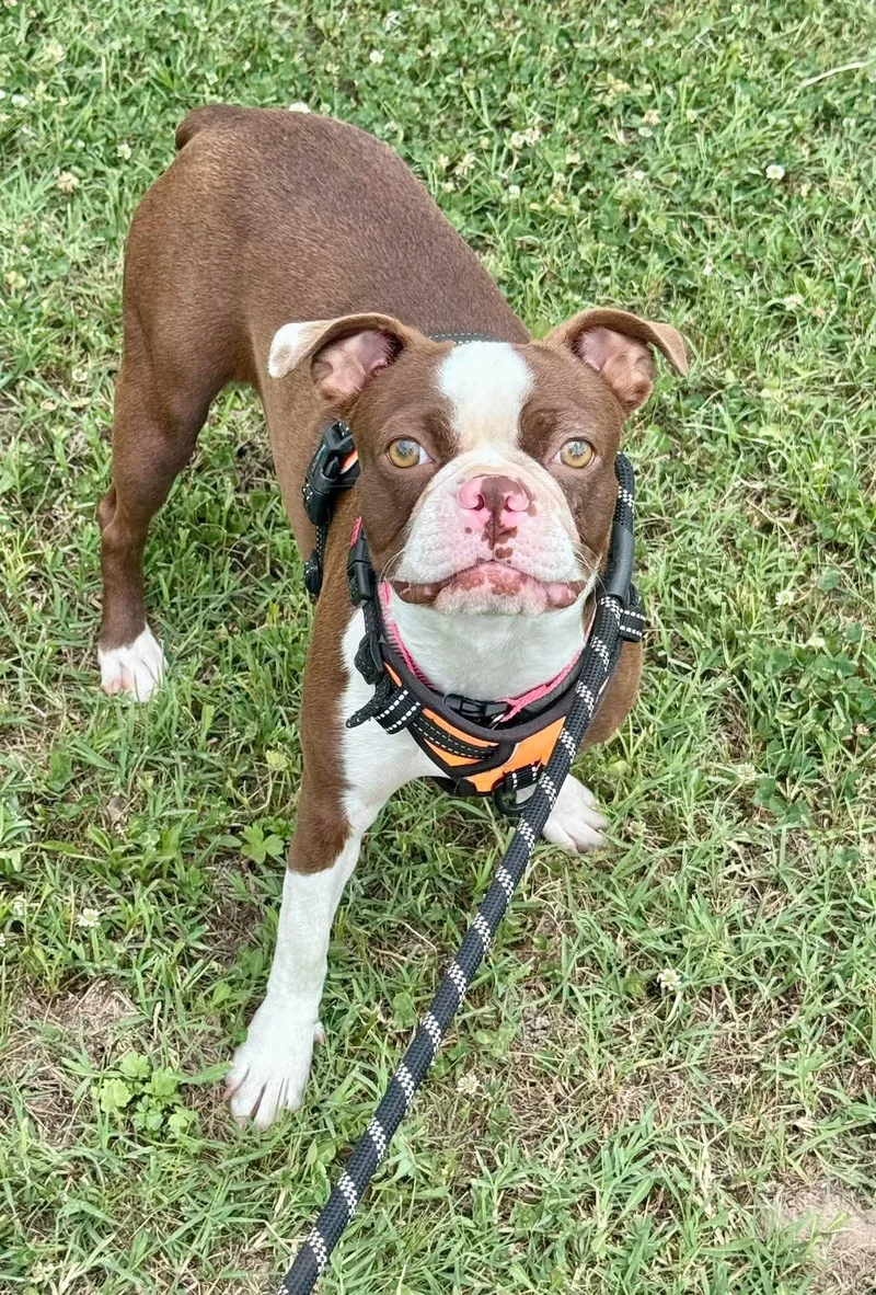 A young medium-sized female Boston Terrier dog named Cherry for adoption in Muskogee, OK