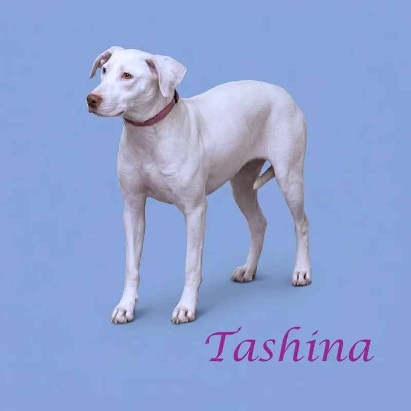 An adult medium-sized female White / Cream Labrador Retriever dog named Tashina D for adoption in Lebanon, TN