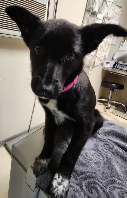 A baby medium-sized female Black Border Collie dog named Victoria for adoption in Fort Collins, CO