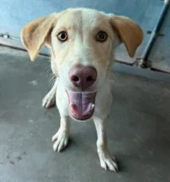 An adult medium-sized male Mixed Breed dog named Klein for adoption in West Chester, PA