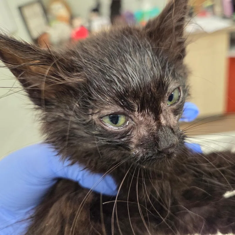 A baby small-sized male Black Domestic Short Hair cat named Bullwinkle for adoption in Chattanooga, TN
