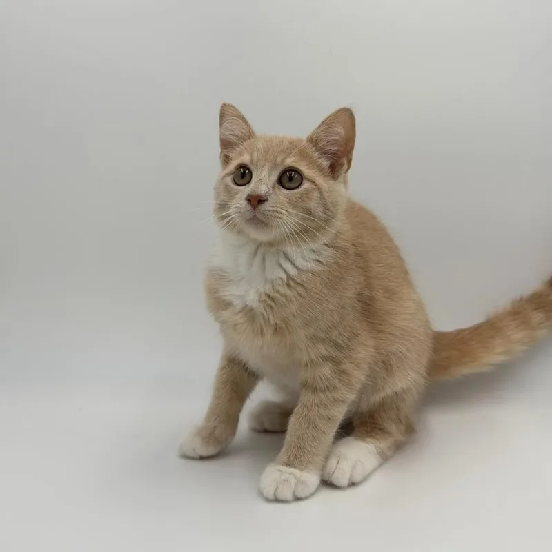 A baby medium-sized female Domestic Short Hair cat named Ballpoint Pen for adoption in State College, PA