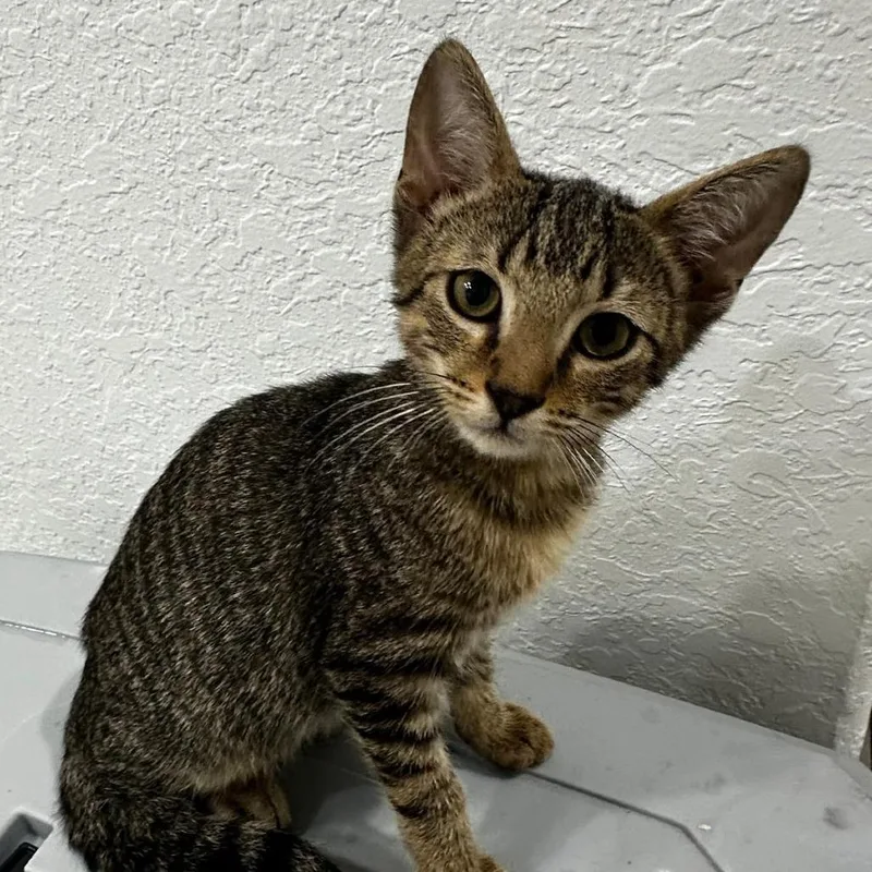 A young medium-sized male Brown / Chocolate Domestic Short Hair cat named Cozumel for adoption in miami, FL