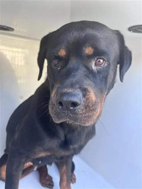 A young large-sized female Rottweiler dog named A for adoption in Houston, TX