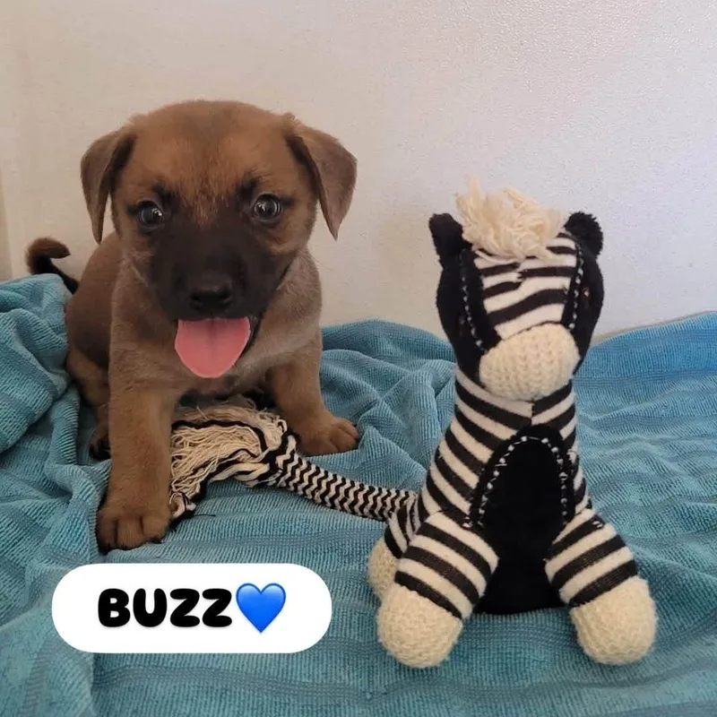 Buzz thumbnail 2