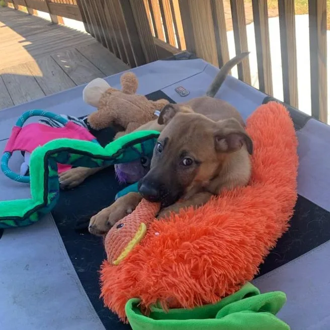 Nick Aka Nick Wilde thumbnail 2