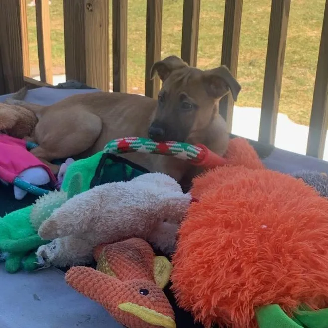 Nick Aka Nick Wilde thumbnail 3