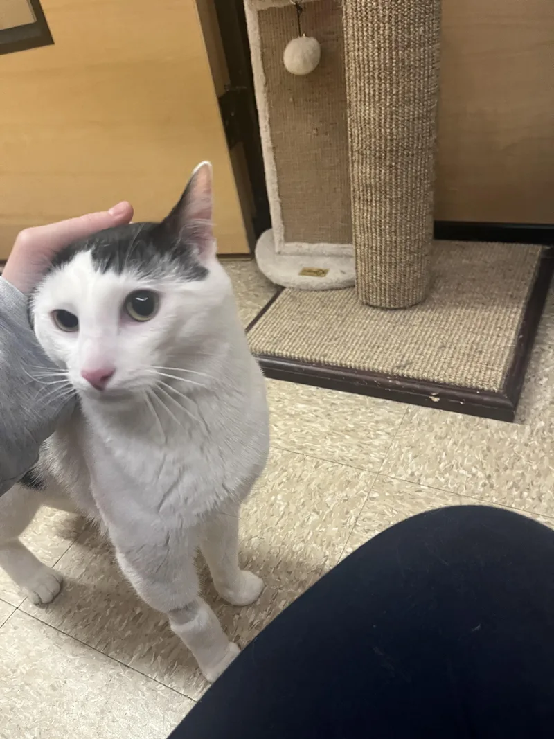 A young medium-sized male Black & White / Tuxedo Domestic Short Hair cat named Parson for adoption in Worcester, MA