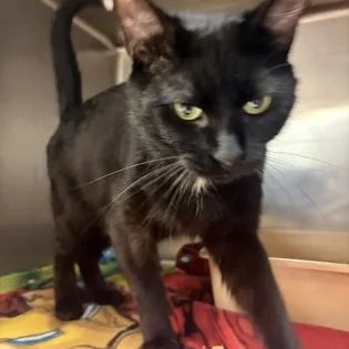 A young medium-sized male Black Domestic Short Hair cat named Sully for adoption in Ashtabula, OH