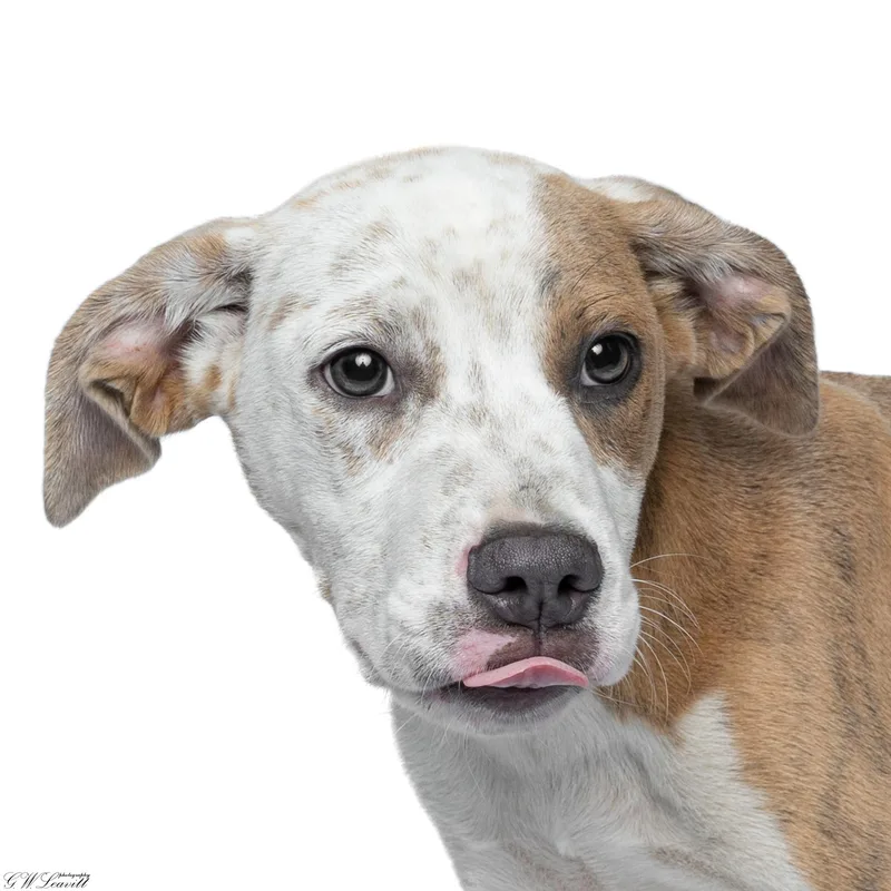 A baby medium-sized male Yellow / Tan / Blond / Fawn Mixed Breed dog named Ares for adoption in BONIFAY, FL