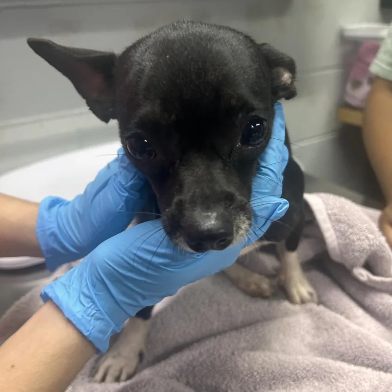 A young small-sized female Mixed Breed dog named Trisha for adoption in Summerville, SC