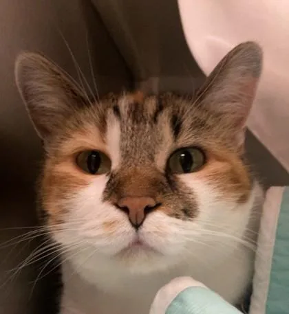 An adult large-sized female Domestic Short Hair cat named Rusty for adoption in Merriam, KS
