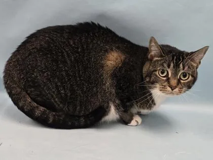 An adult small-sized female Domestic Short Hair cat named Buttermilk for adoption in Coon Rapids, MN