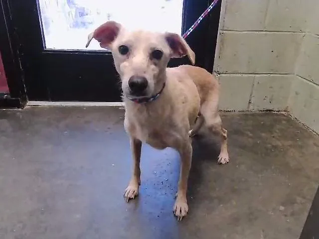 An adult small-sized male Chihuahua dog named Firefly for adoption in Tulsa, OK