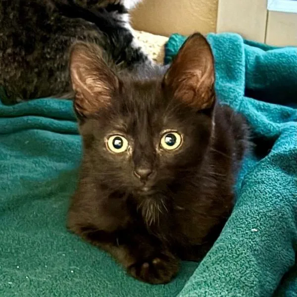 A baby small-sized female Domestic Short Hair cat named Flat Cap for adoption in Walnut Creek, CA
