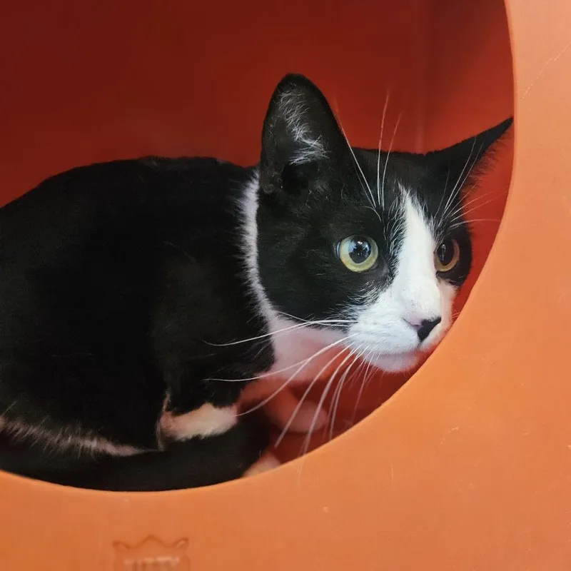 An adult large-sized male Black Domestic Short Hair cat named Oliver for adoption in Lakewood, CO