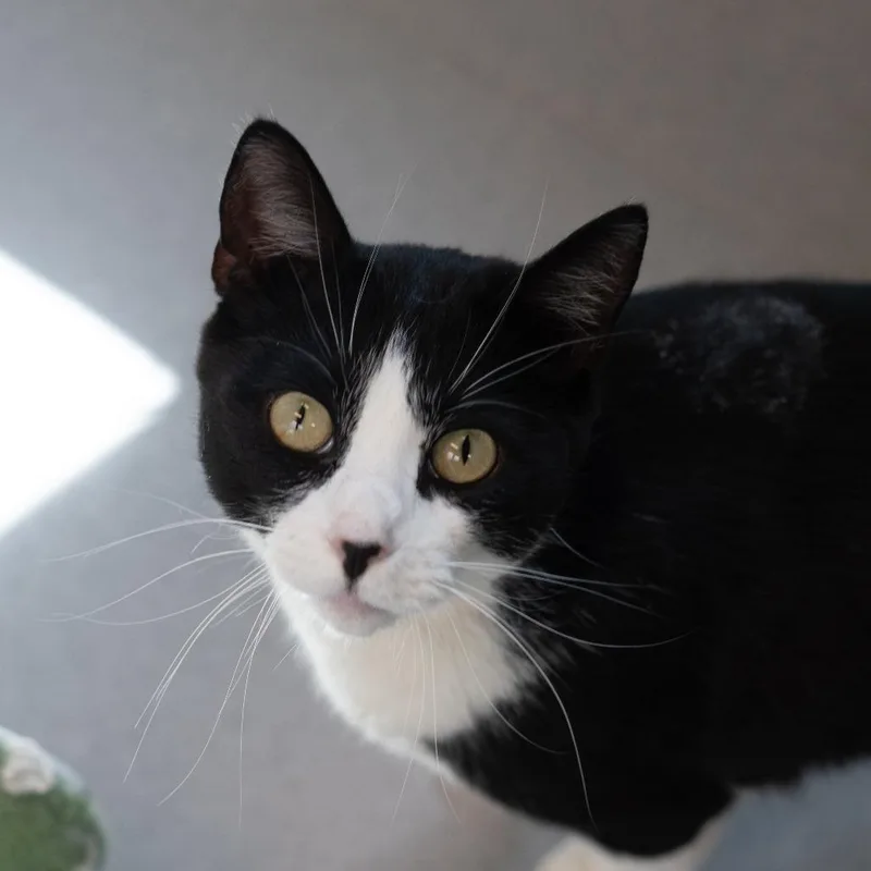 Oliver thumbnail 3