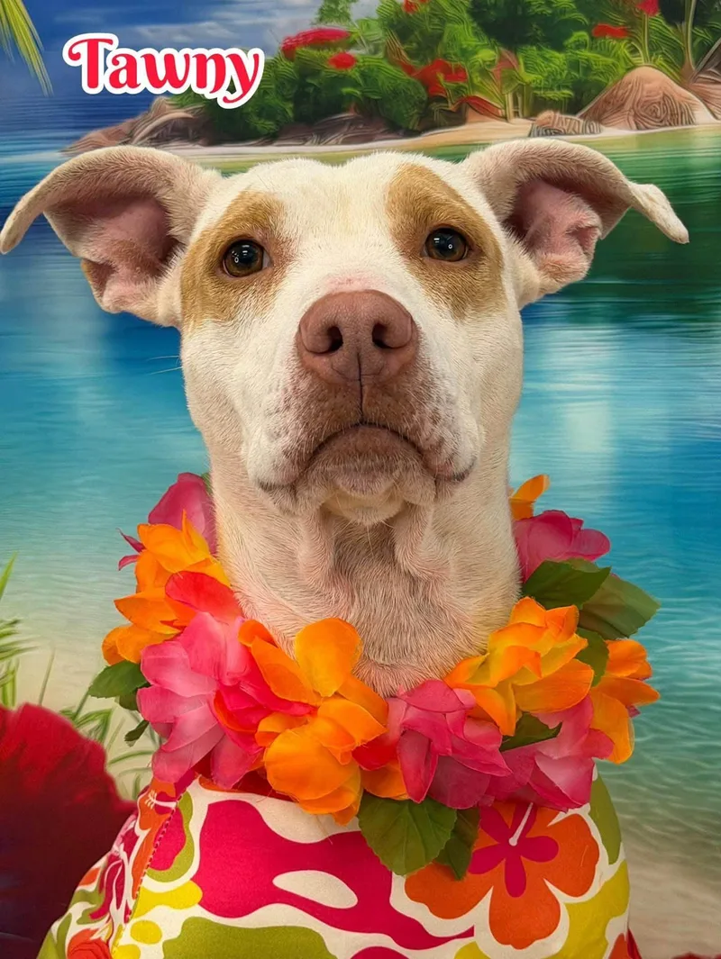 An adult medium-sized female White / Cream Mixed Breed dog named Tawny for adoption in Flint, MI