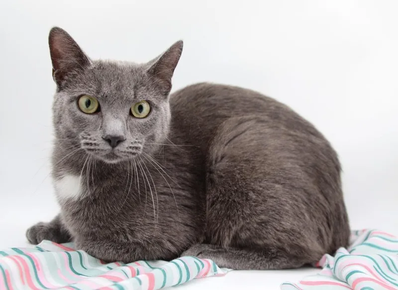 Felix Xv thumbnail 2