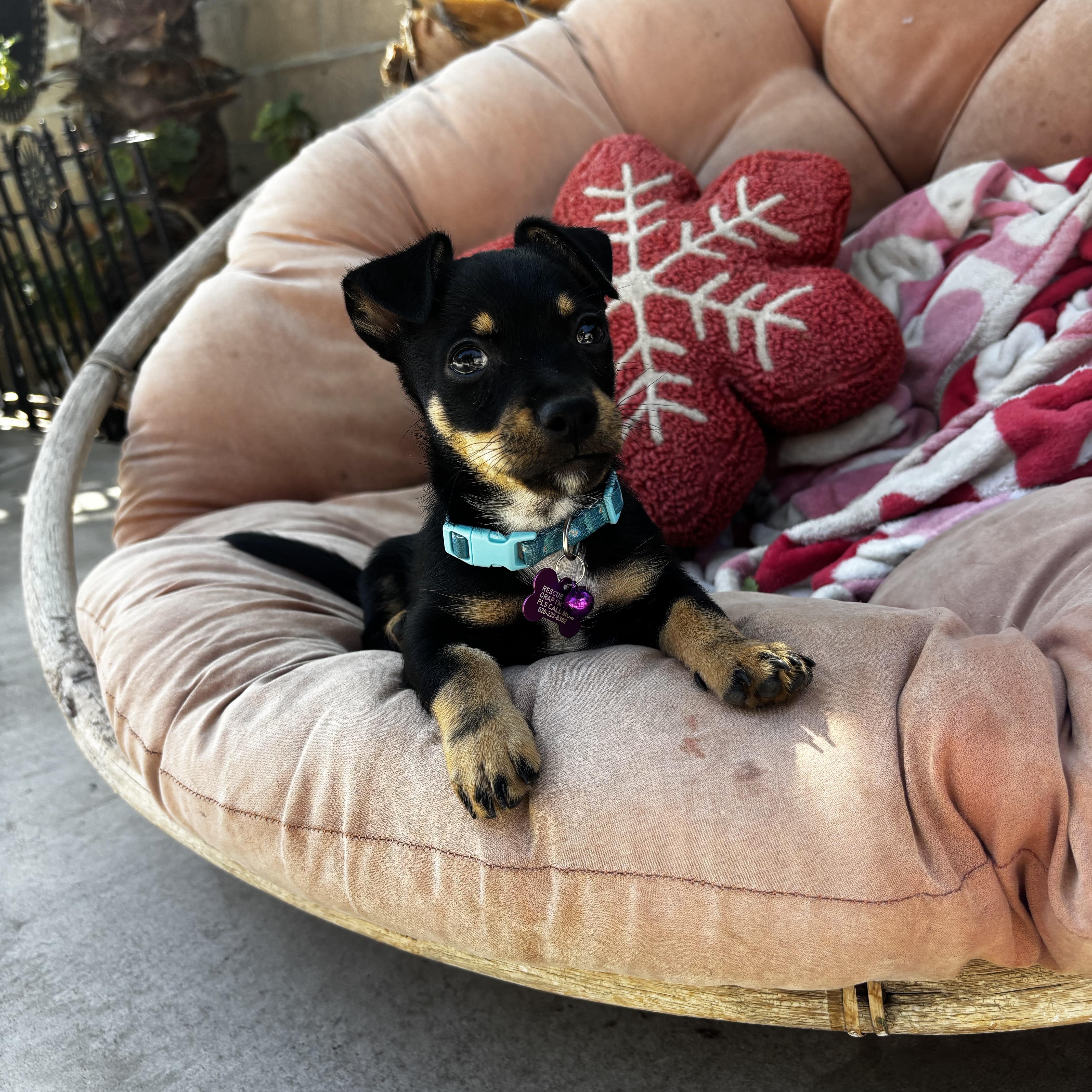 A baby small-sized male Bicolor Chihuahua dog named Little bear for adoption in Seal Beach, CA