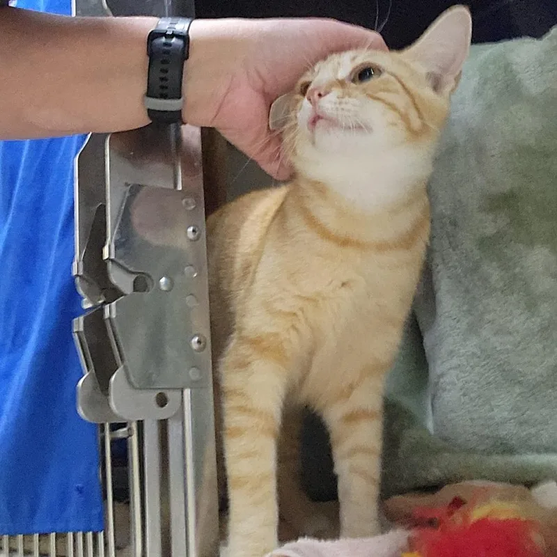 An adult medium-sized female Orange / Red Domestic Short Hair cat named Kanga for adoption in Grand Rapids, MI