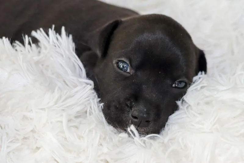 Onyx Mama Ruby Anns
