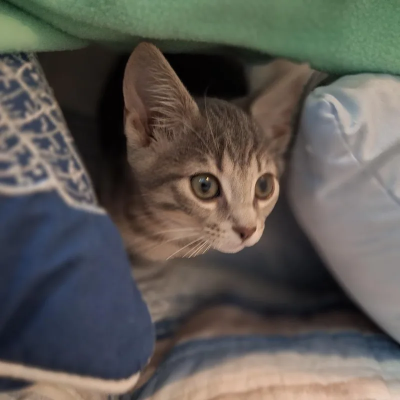 A baby small-sized female Gray / Blue / Silver Domestic Short Hair cat named Isles for adoption in Chattanooga, TN