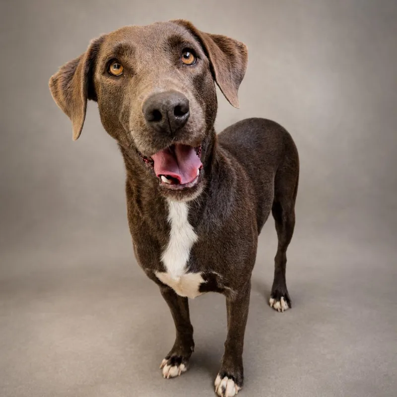 An adult medium-sized female Gray / Blue / Silver Labrador Retriever dog named Grace for adoption in Newport, TN