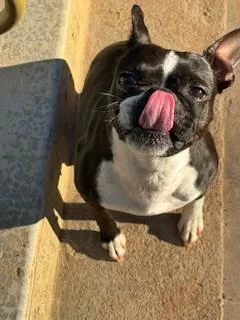 A young small-sized female Tricolor (Brown, Black, & White) Boston Terrier dog named Mindy Gracedallas  Ga for adoption in Maryville, TN