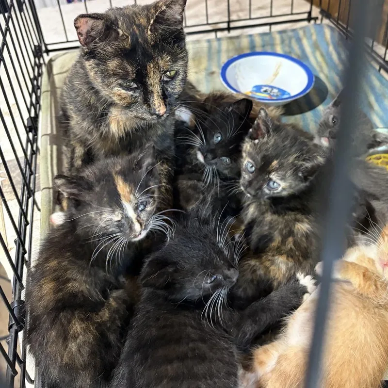 A baby small-sized female Gray / Blue / Silver Domestic Short Hair cat named Mitts C for adoption in Princeton, MN