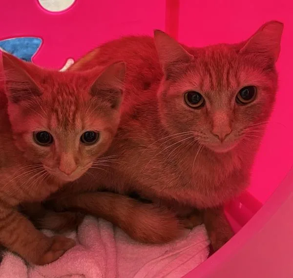 A baby small-sized female Domestic Short Hair cat named Lumen for adoption in Stratham, NH