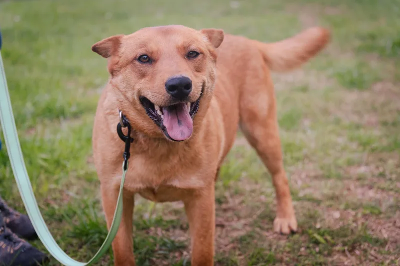 Coco  Transport thumbnail 2