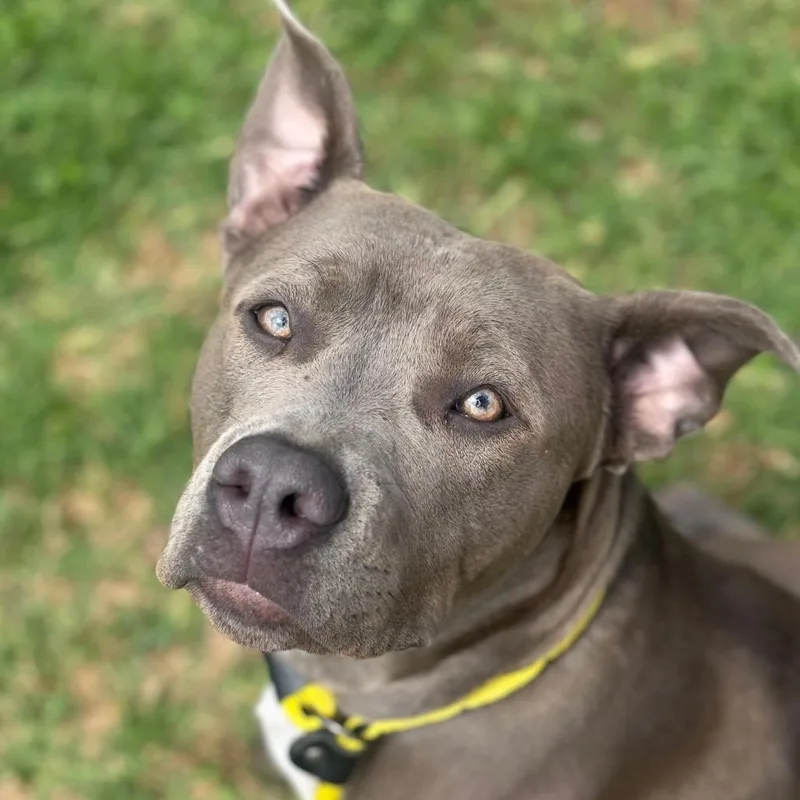 A young medium-sized female Gray / Blue / Silver Pit Bull Terrier dog named Keya for adoption in Santa Barbara, CA