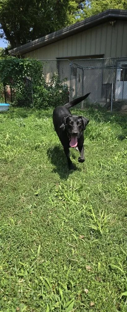 An adult large-sized male Tricolor (Brown, Black, & White) Labrador Retriever dog named Winston for adoption in Papillion, NE