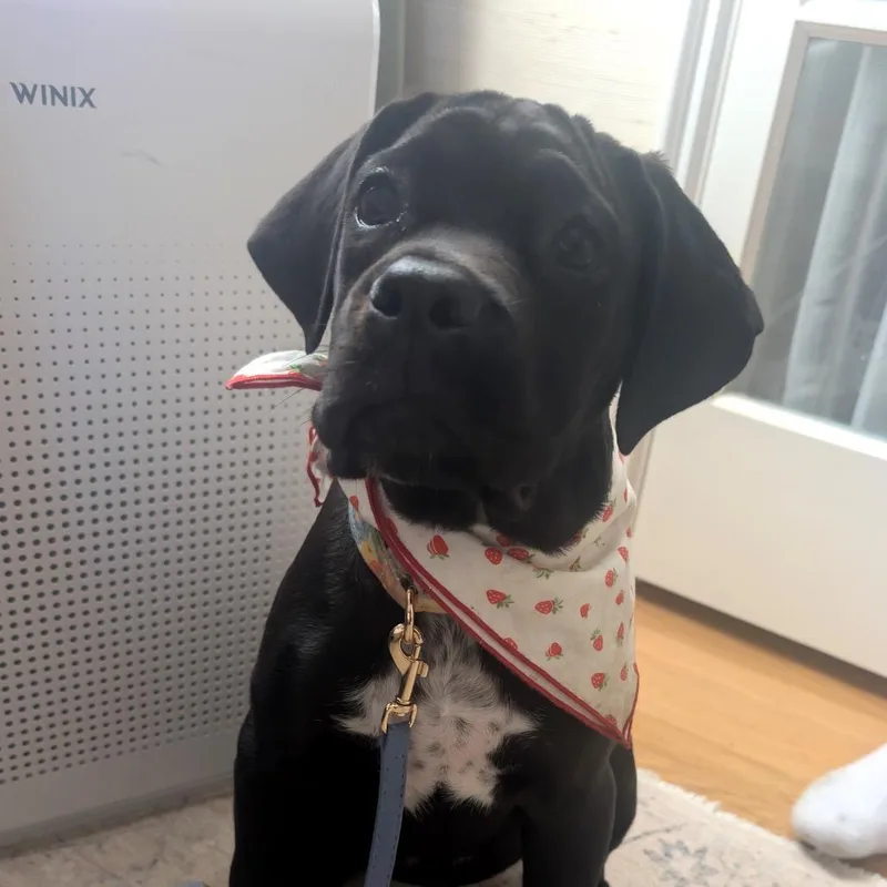 A baby medium-sized female Black Cane Corso dog named Clover for adoption in San Francisco, CA