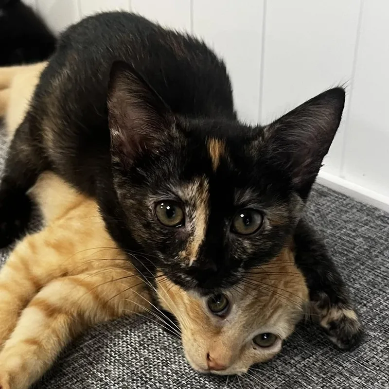 A baby small-sized female Tortoiseshell Domestic Short Hair cat named Verb for adoption in Richmond, VA