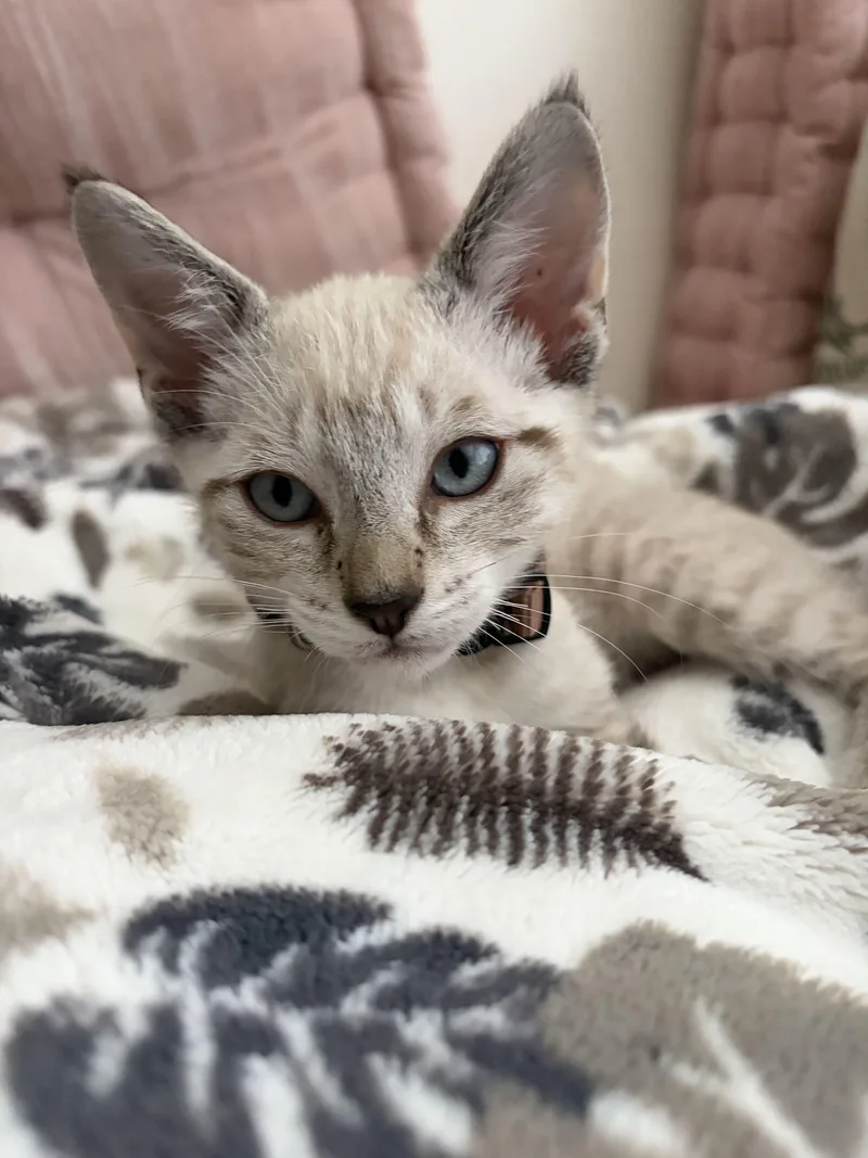 A baby small-sized male Domestic Short Hair cat named Riff Raff for adoption in San Luis Obispo, CA