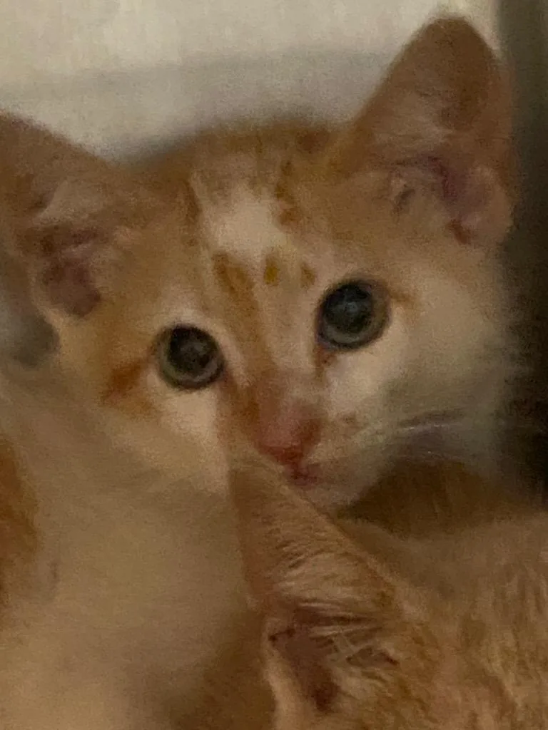 A baby large-sized male Domestic Short Hair cat named Winnie for adoption in Cartersville , GA