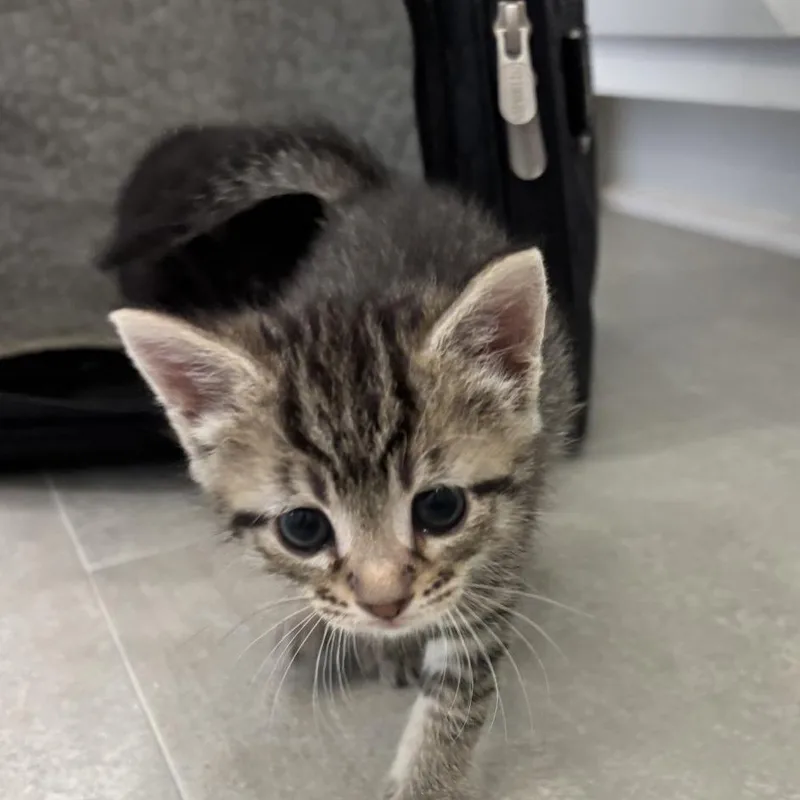 A baby small-sized female Gray / Blue / Silver Domestic Short Hair cat named Basil for adoption in Greensboro, GA