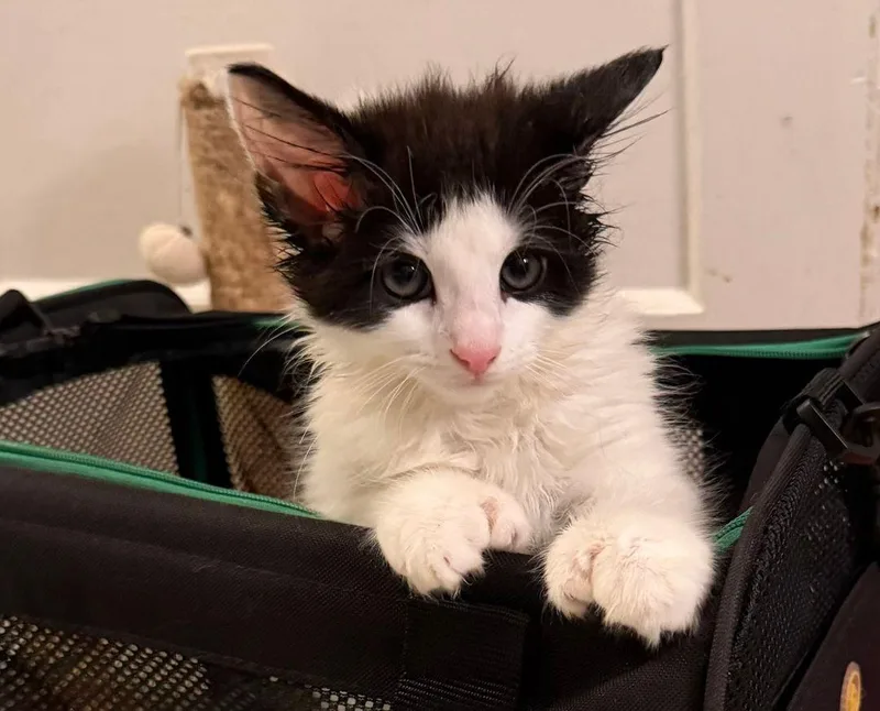 A baby large-sized male Domestic Long Hair cat named Pawsley for adoption in East Hartford , CT